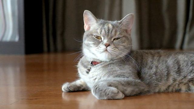 Милый котик . смотреть онлайн