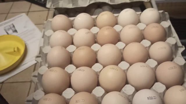 Броллер и индейка! смотреть онлайн