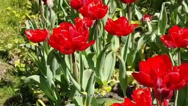 Самые красивые цветы на свете смотреть онлайн