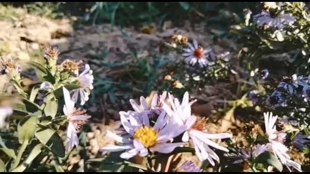 Flowers And Bees In Autumn / Гүлдер мен аралар күзде / Цветы и пчелы осенью