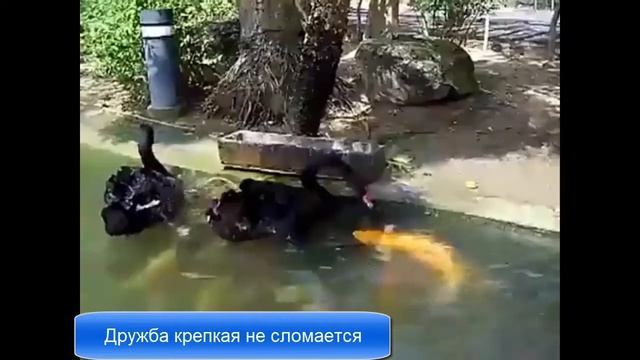 Песня Друг в беде не бросит Лебеди кормят рыб смотреть онлайн
