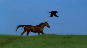 Вольный дух