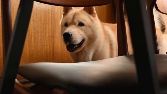 Звуки собак собачий лай 🐕 четвероногие друзья щенки #dog #puppy #doglove