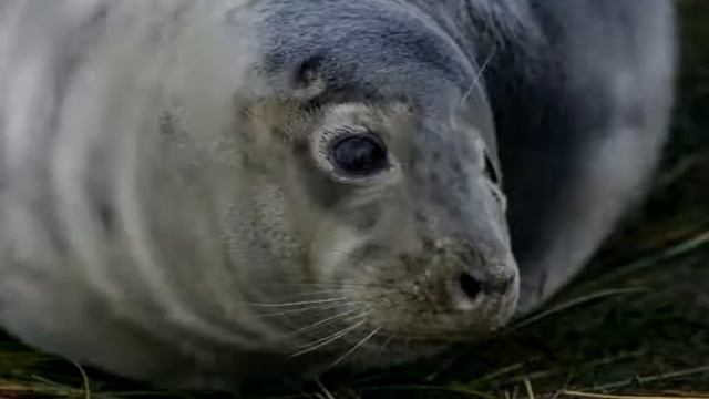 Donna Nook 3 Dec 2018 смотреть онлайн
