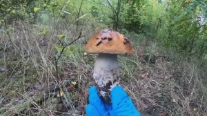 СУМАСШЕДШИЙ ОТРЫВ ПО БЕЛЫМ ГРИБАМ!! Хоть косой коси! Сбор грибов 2023