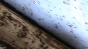 Облет пчел в теплице  Замечания