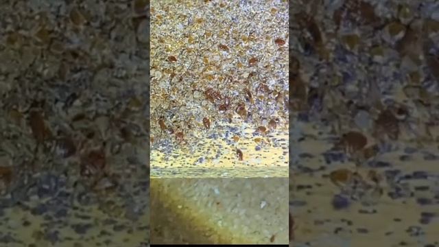 Уничтожение Клопов Химки