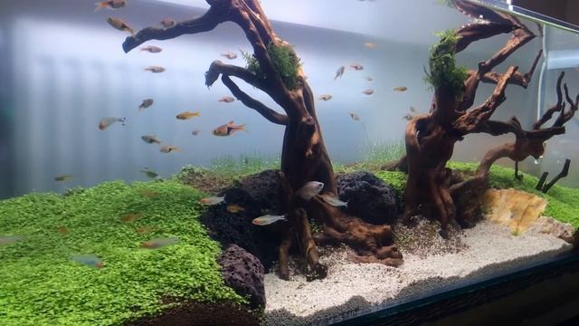 Rasbora tetra Show смотреть онлайн