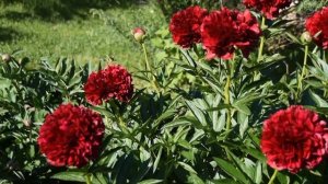 Пион Red Grace