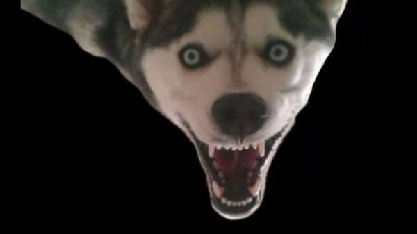 Smile dog🐺😈😈👹