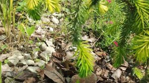 Приросты у хвойных в полном роспуске. Редкие хвойные в нашем саду.