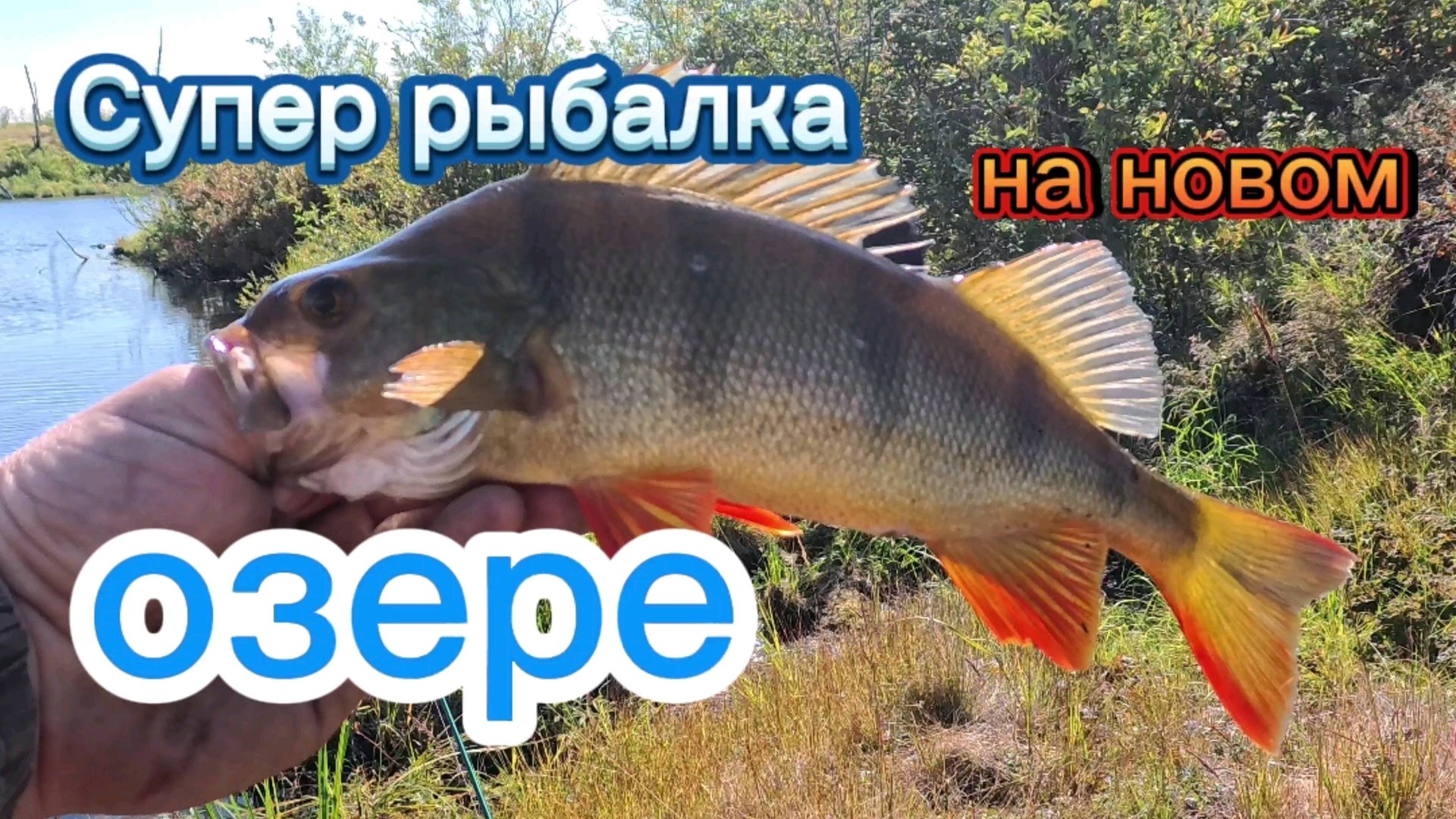 Супер рыбалка на озере полном рыбы. смотреть онлайн