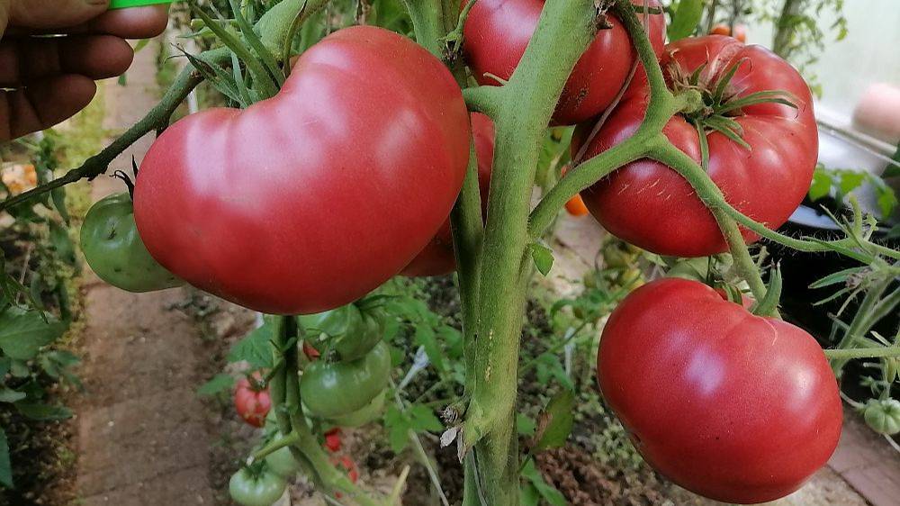 Томат От Батюшки Макария смотреть онлайн