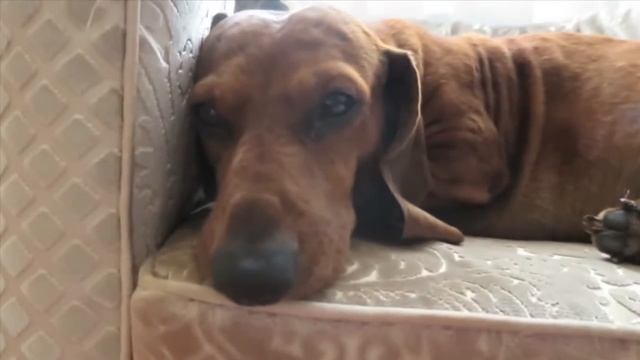 Катя Клэп! VLOG - Щенячьи нежности МАТЯ смотреть онлайн