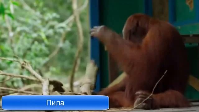 Обезьяна пилит ветку смотреть онлайн