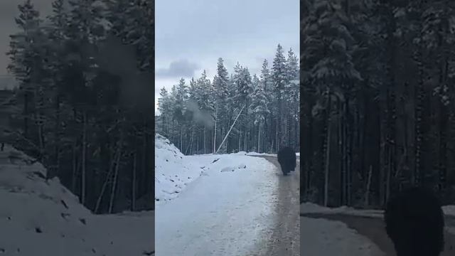 Мишка ещё не лёг смотреть онлайн