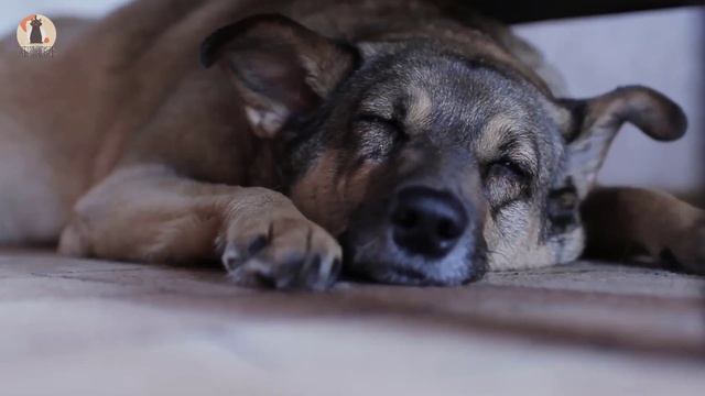 Why is My Dog Constantly Licking The Floors and Carpet? смотреть онлайн