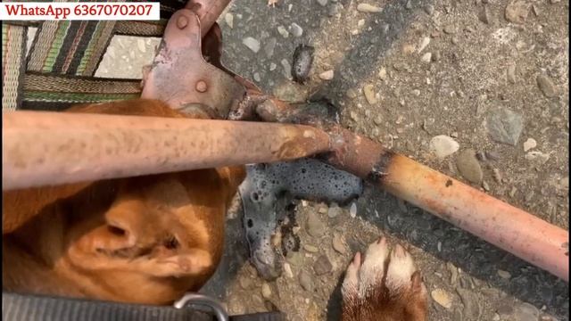 Dog ko ulti ho rhi hai ! Muh se jhag aa rhe hai ! मुंह से झाग आ रहे हैं ! Shiv Vet Pet And Cattle смотреть онлайн
