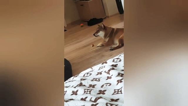 НЕДЕЛЯ ВЛОГОВ 1 день📷/Симпл димпл/Парк Ривьера⛲/Жареное мороженое🍨. смотреть онлайн