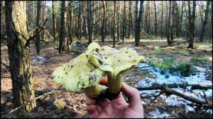 ГРИБНИК В ШОКЕ!!! СОБИРАЮ ГРИБЫ ПОД СНЕГОМ. Сбор грибов 2022