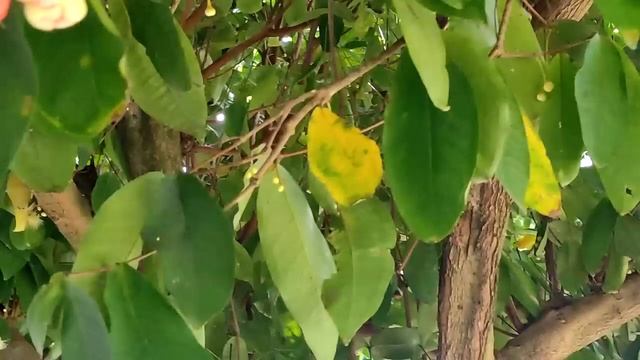 Сейшелы,отель La Residence 3*, апартаменты, вид из студии,территория.Октябрь 2024 смотреть онлайн