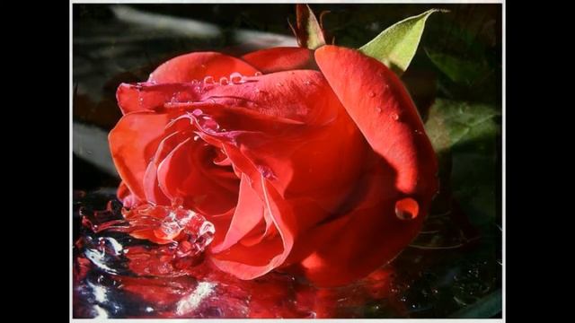 Ларисса Майбер  "Не приучай меня к себе". Читает автор.