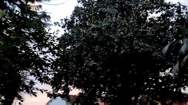 Парк- отель" Кавказ" Абхазия .Территория. Июнь 2024 смотреть онлайн