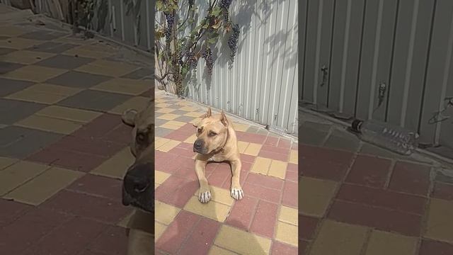 Вот и лето прошло!!! Руфочка стаффордширский терьер. смотреть онлайн