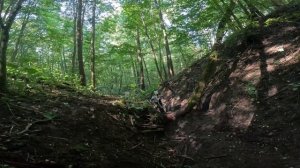 Дикая ОСА  2023