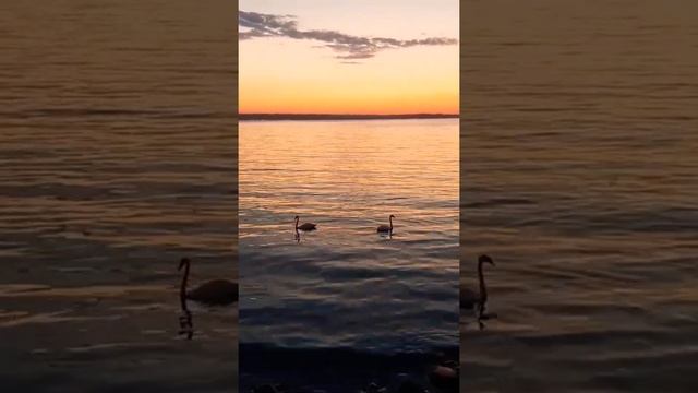 Гданьск закат солнца два лебедя на море летом.Poland Gdansk, sunset, two swans on the sea in summer смотреть онлайн