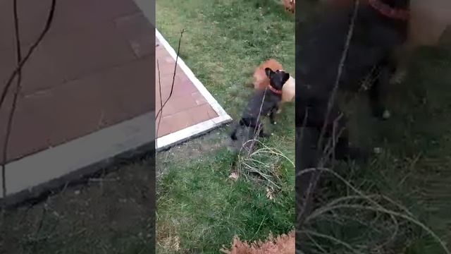 Французский бульдог и шпиц смотреть онлайн