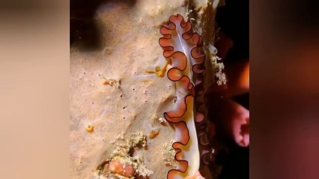 Flatworm 😊 смотреть онлайн