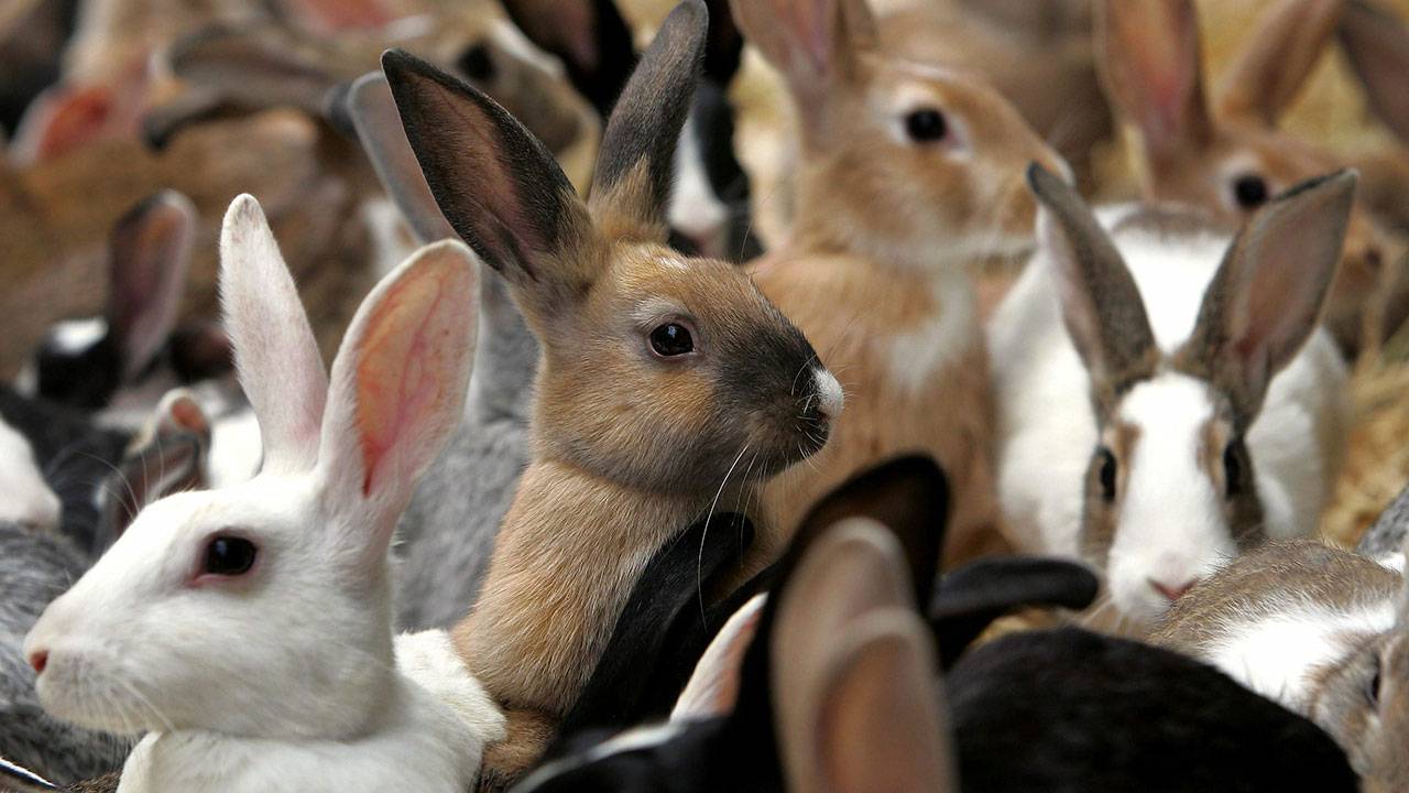 Обзор популярного сайта о кроликах Pokcer.ru