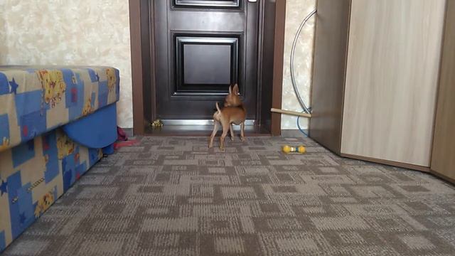 Тайная жизнь домашних животных/МЕНЯ НЕТ ДОМА