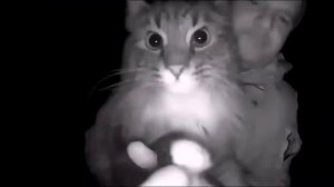 кот нюхает камеру