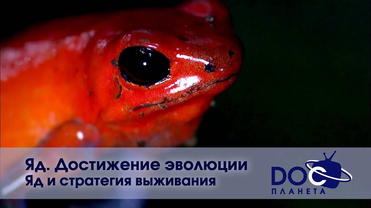 Яд. Достижение эволюции - Часть 1.Яд и стратегия выживания - Документальный фильм смотреть онлайн