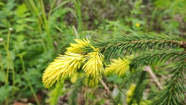 Разноцветные приросты у хвойных в нашем саду. Начало цветения хвойных.