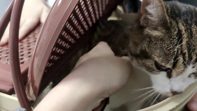 Заболела кошка 😢 смотреть онлайн