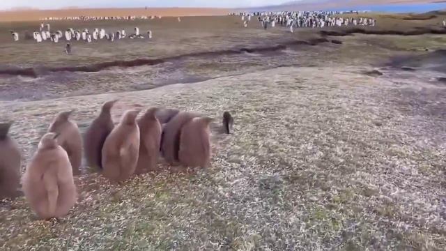 Как пингвины впервые увидали кошку смотреть онлайн