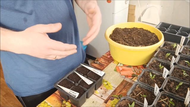 ПОСЕВ СЕМЯН томатов. ВКУСНЫЙ грунт ДЛЯ КОРНЕЙ. ФИОЛЕТОВЫЕ листья | 17.03.2024 смотреть онлайн