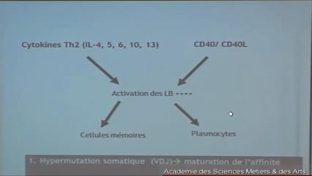 LES POPULATIONS LYMPHOCYTAIRES PARTIE 3 смотреть онлайн