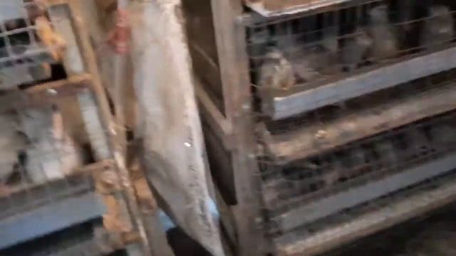 Сегодняшнее утро без потерь. Но кот настырно ходит все равно. смотреть онлайн