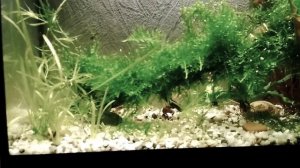 Мох рождественский ( кристмас) - Vesicularia montagnei