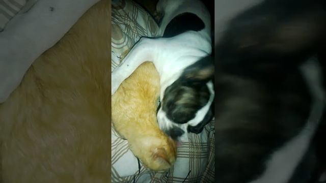 собака и кот смотреть онлайн