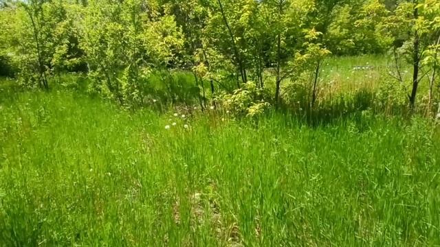 Зачем вам дача. Еще накопите!" - кричала свекровь, когда невестка поняла, что пропали деньги смотреть онлайн