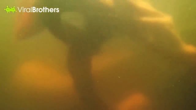 Розыгрыш с крокодилом смотреть онлайн