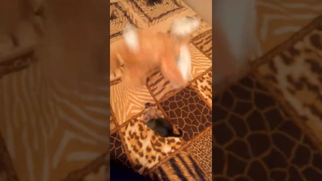 Чихуахуа озабоченный малыш))) смотреть онлайн