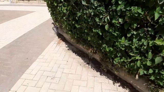 Тихо вороны кричат, кошки обсуждают крик в парке Гиват аМоре. А, мы идём домой. Афула, Израиль. смотреть онлайн