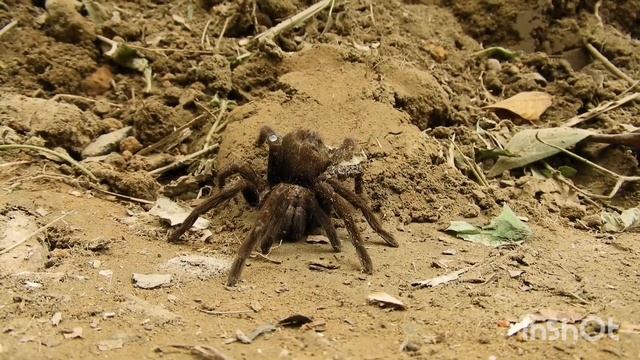 Спокойная музика, релакс пауки.(Relax music, spiders) смотреть онлайн