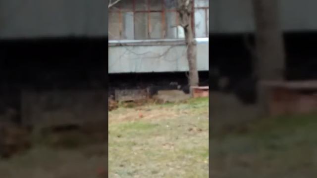 Собака Берта? Берта убежала 😥??:-(😮😲:-): смотреть онлайн